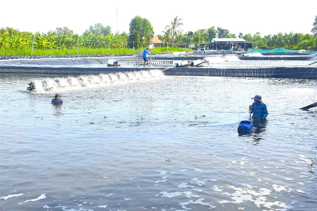 Mô hình siêu thâm canh tuần hoàn
