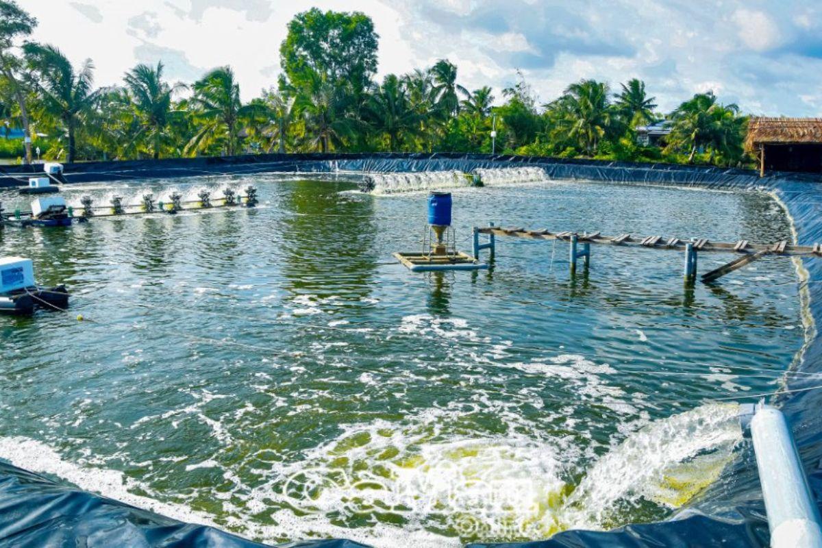 Nuôi tôm công nghệ cao