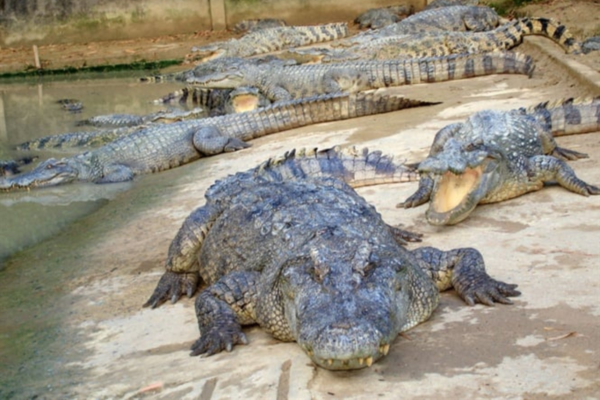 Loài bò sát khổng lồ và những lợi nhuận khổng lồ