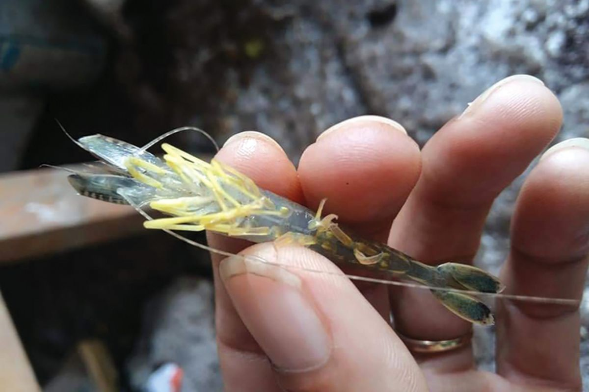 Phèn bám vào mang làm tôm hoạt động khó khăn