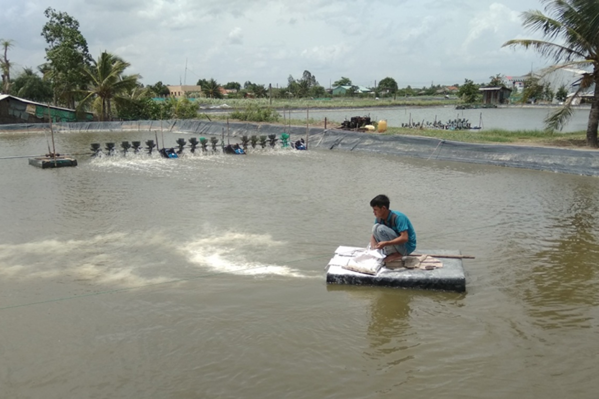 Xử lý ao nuôi nhiễm phèn bằng vôi công nghiệp