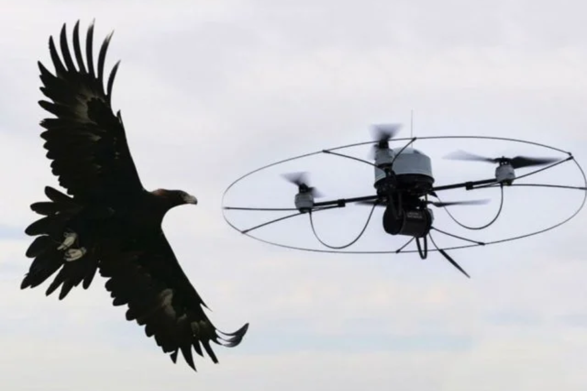 Drone - máy bay không người lái có thể xua đuổi chim cò