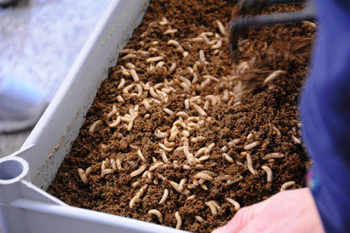 Hàm lượng dinh dưỡng trong ấu trùng ruồi lính đen rất cao