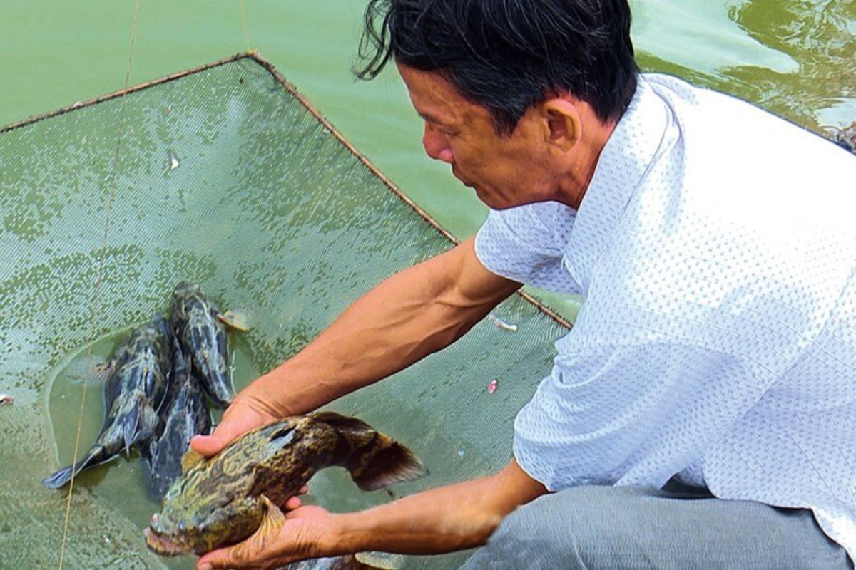 Cá bống tượng có thể được nuôi theo các mô hình khác nhau