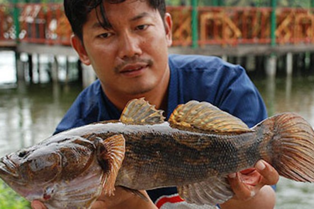 Cá bống tượng nổi tiếng là 1 loài cá khó nuôi