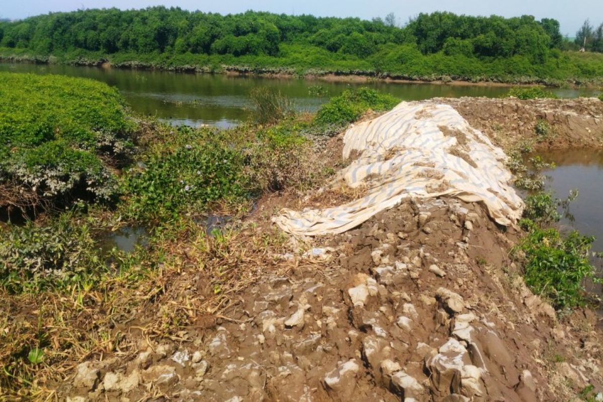 Rừng ngập mặn dọc sông Mơ bị chặt phá