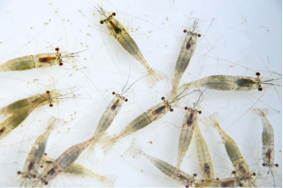 Sự hiện diện của copepods là điểm khác biệt quan trọng giữa Copefloc và Biofloc