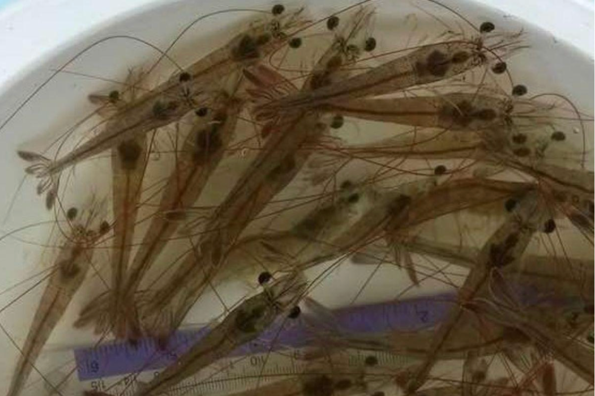 Tôm giống khỏe mạnh – nền tảng cho nuôi tôm bền vững