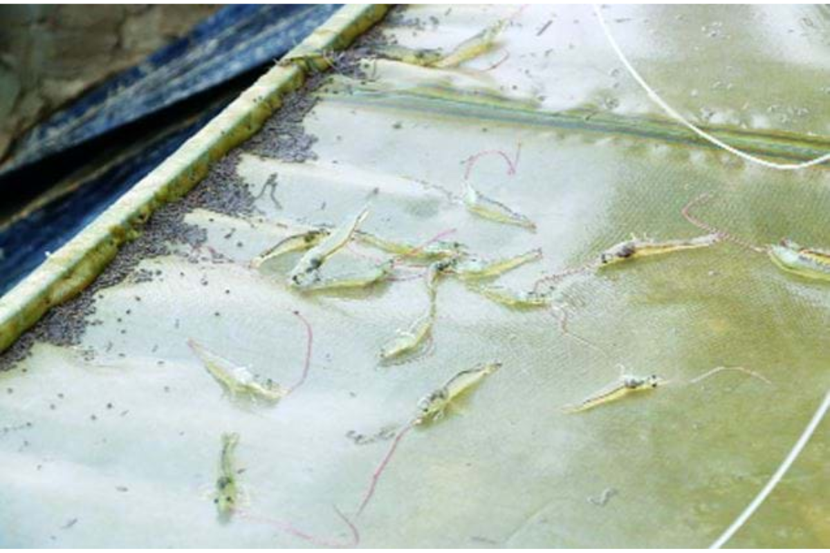 Sử dụng tỏi để phòng và trị bệnh trên tôm an toàn, hiệu quả