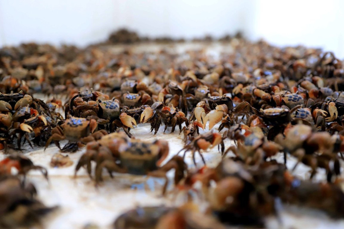 Nuôi cáy không cần phải cho ăn như các loài khác