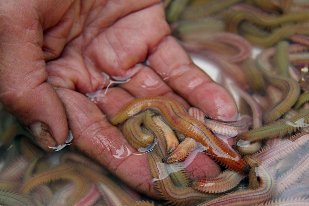 Cả rươi - cáy - lúa đều mang lại lợi nhuận cao cho người nông dân