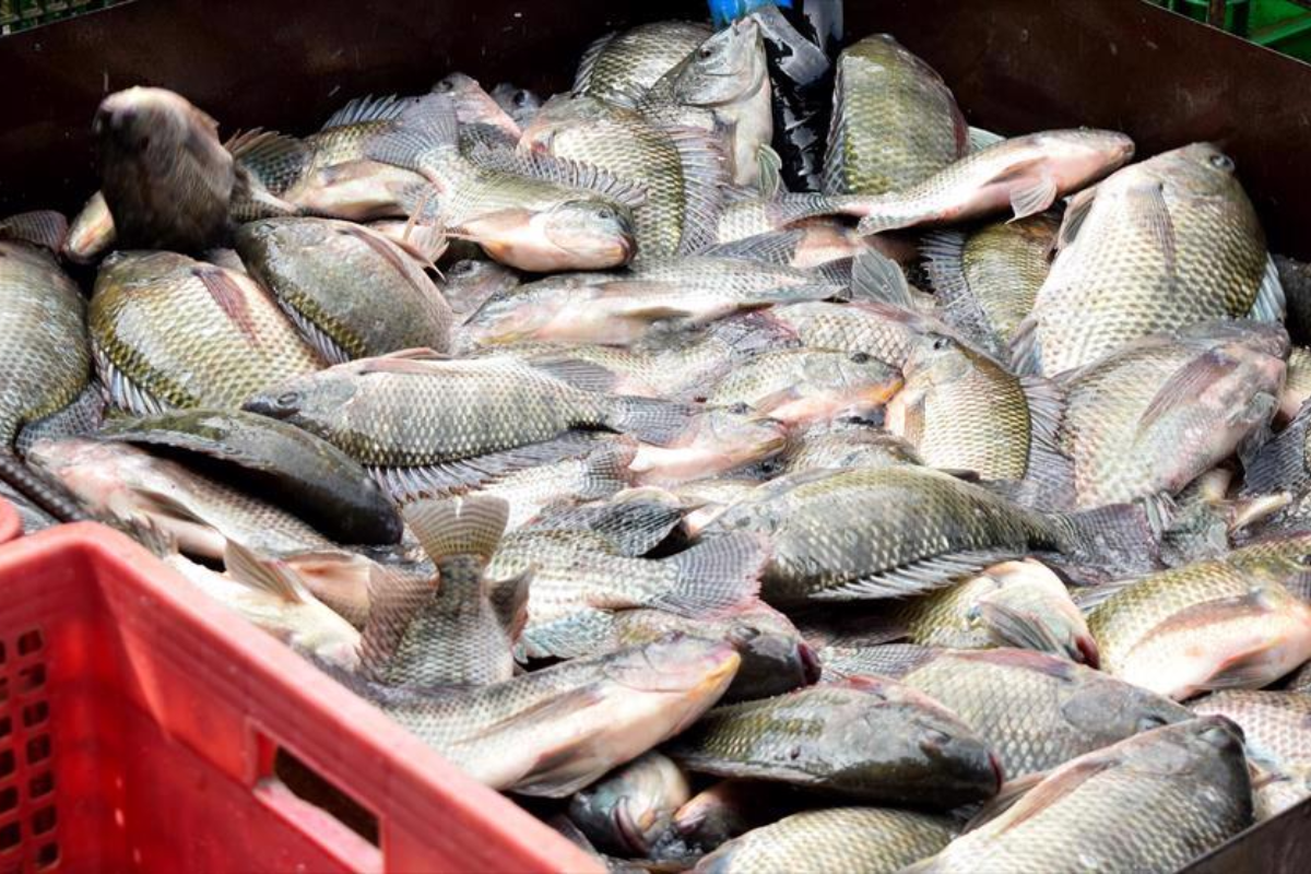 Cá rô phi nâng cao vị thế trên thị trường toàn cầu