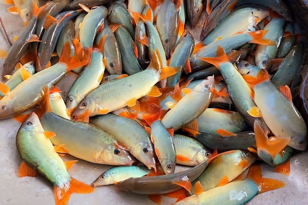 Cá heo nước ngọt mang lại hiệu quả kinh tế cao cho người nuôi