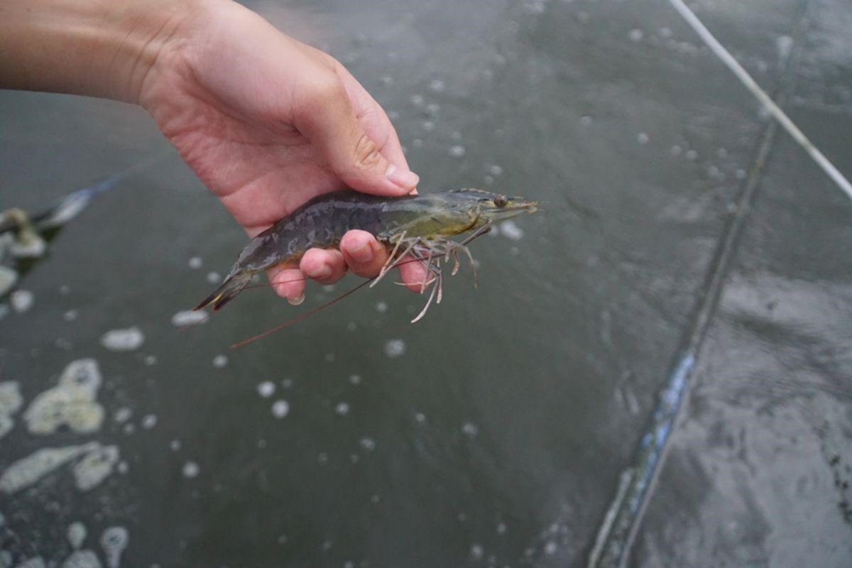 Lợn cợn có thể bám vào mang tôm, gây cản trở hô hấp