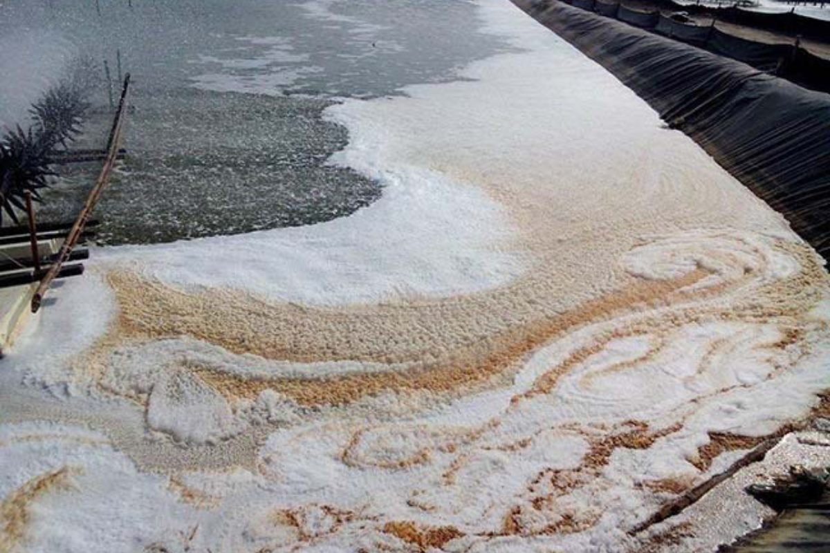 Sụp tảo là 1 trong những nguyên nhân gây ra lợn cợn trong ao nuôi tôm