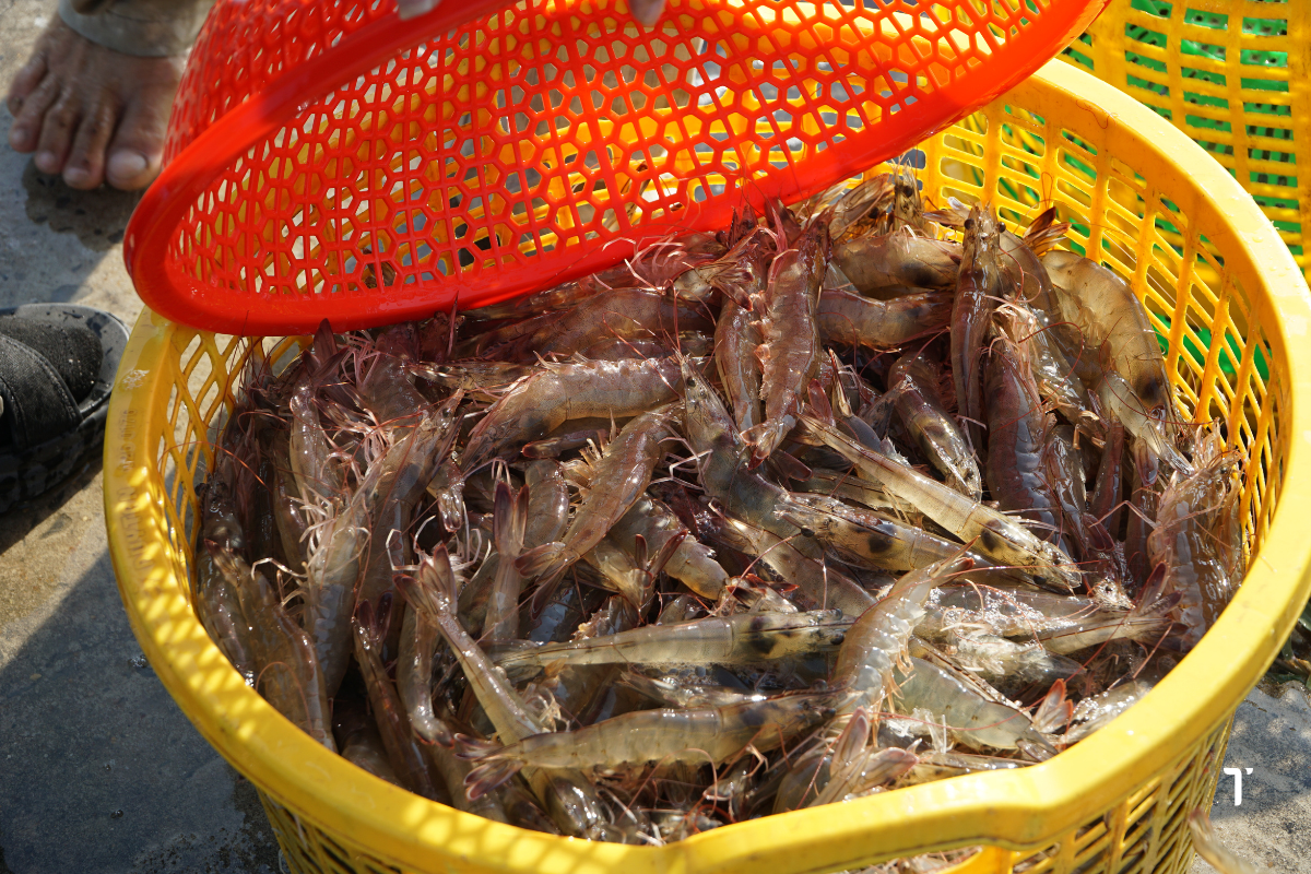 Tôm Việt đối mặt với một thách thức đó là giá thành sản xuất quá cao