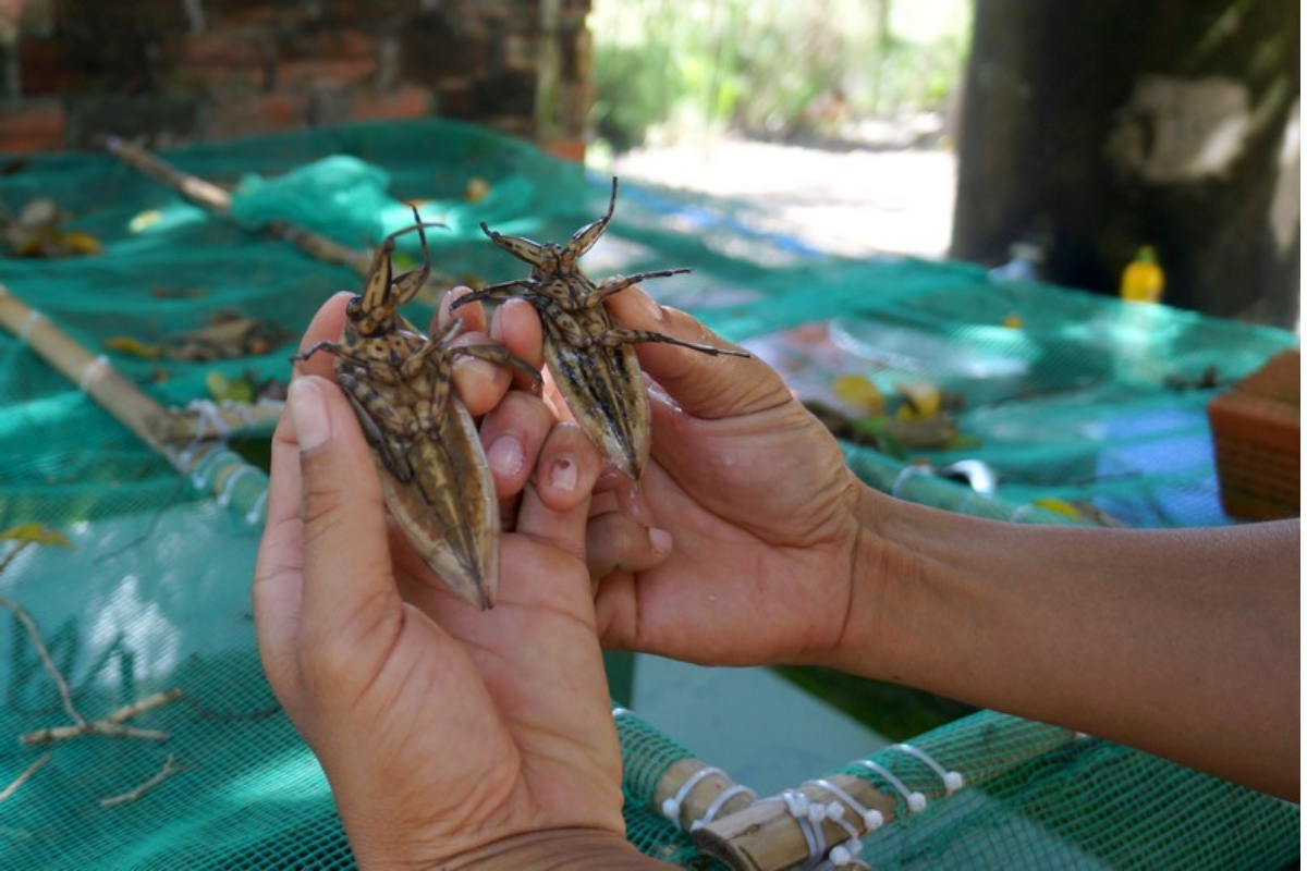 Mô hình nuôi cà cuống đang dần được áp dụng rộng hơn