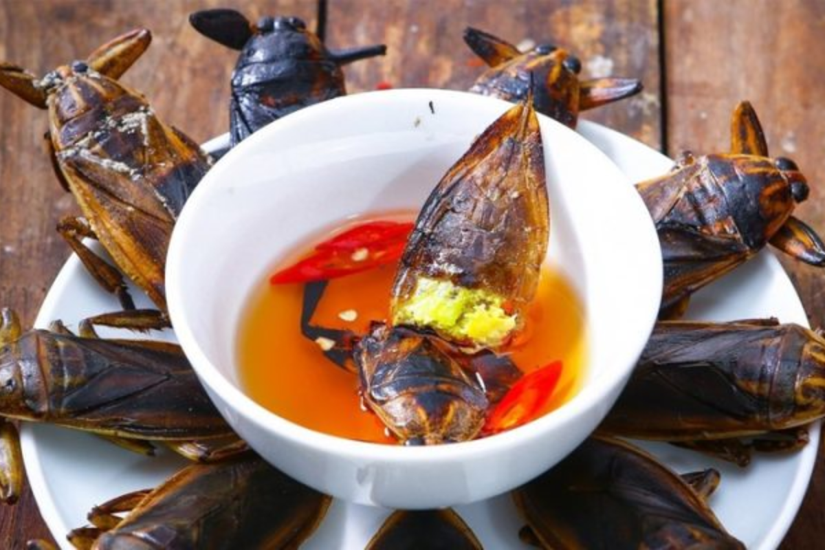 Cà cuống từ lâu đã mang giá trị đặc biệt trong ẩm thực Việt Nam