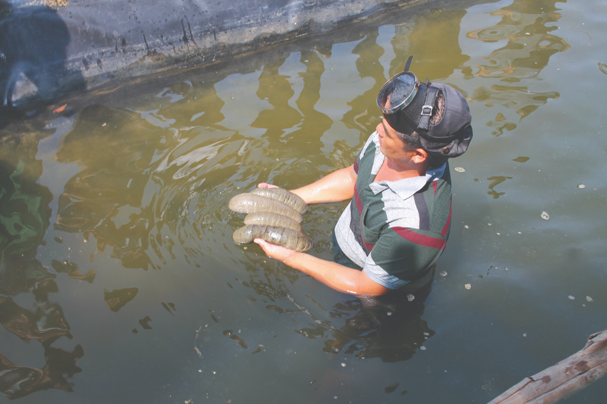 Khoa học là nền tảng đầu tiên cho ngành nuôi hải sâm nước ta