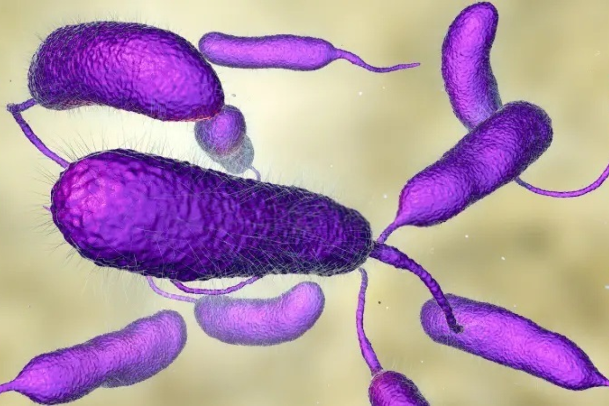 Râu tôm đứt gãy có thể là dấu hiệu của khuẩn Vibrio parahaemolyticus