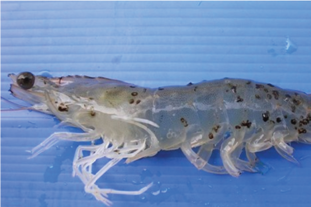 Râu tôm mòn, cụt và đen phần đầu râu