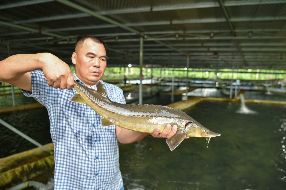 Anh Bùi Văn Lắm bên con cá tầm đã đến kỳ xuất bán