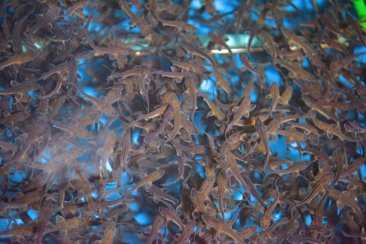 Cá tầm giống chứa đầy trong bể mà không bán được