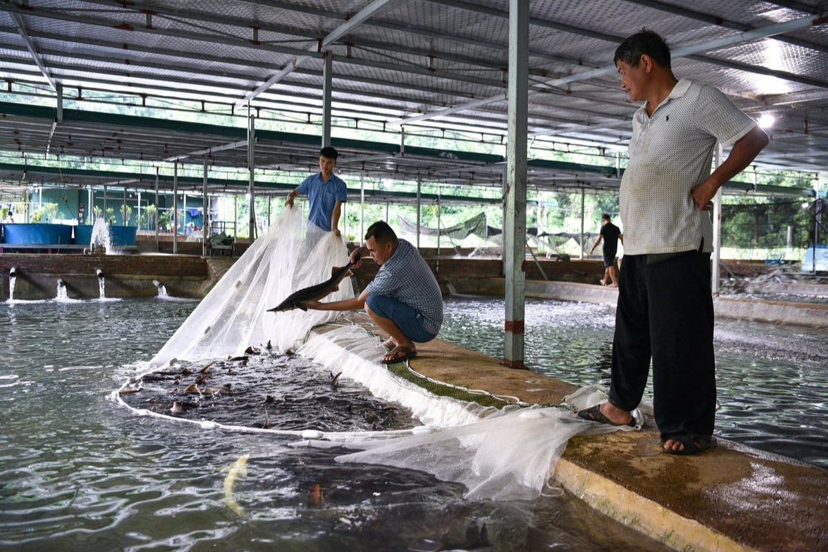 Vây lưới thu hoạch cá tầm ở trang trại của anh Lắm