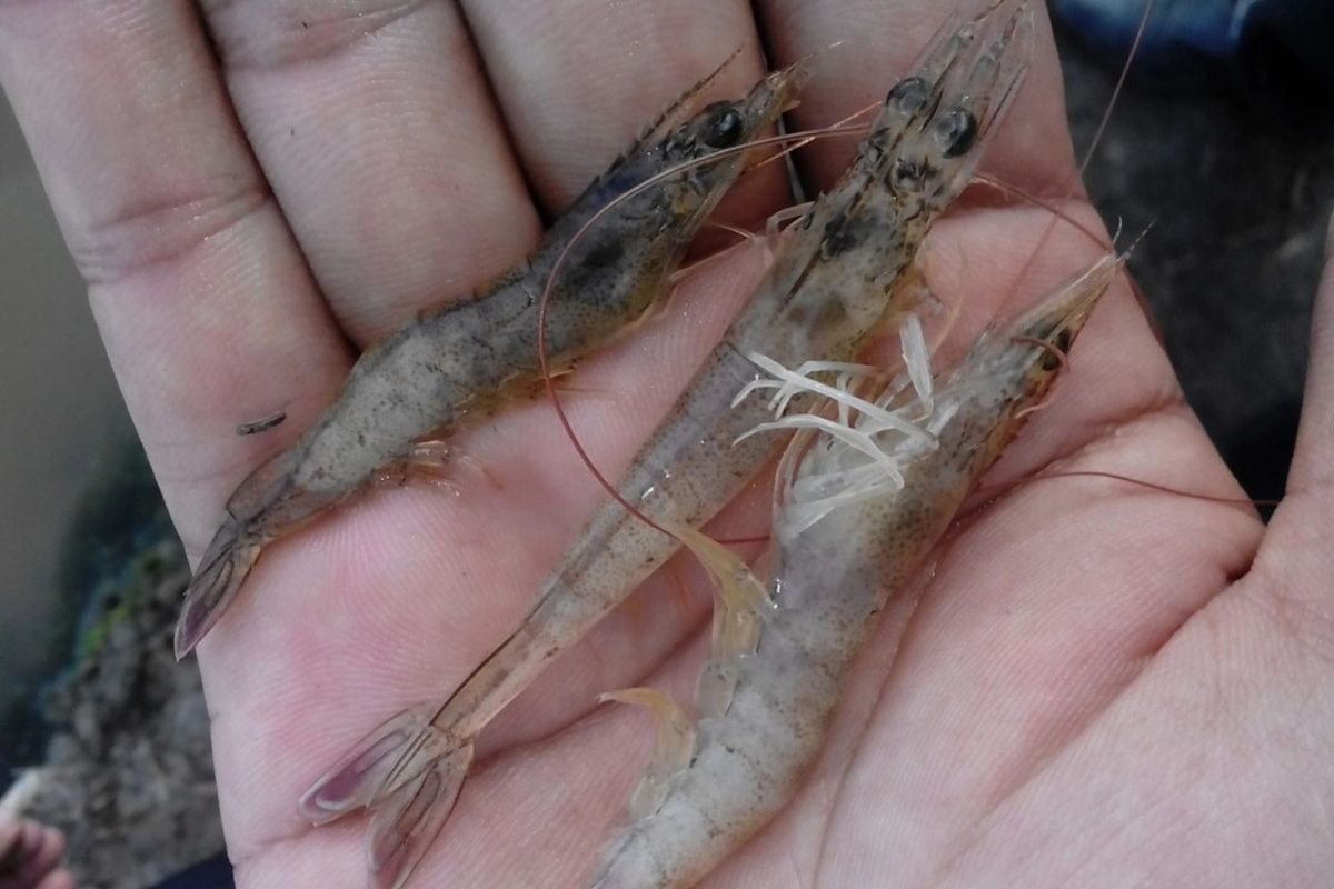 Hiện tượng tôm bị sốc