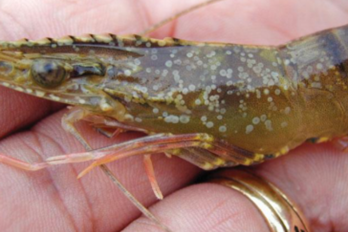 Một số bệnh phổ biến như đốm trắng, hồng thân có thể gây chết nhanh trong nhá