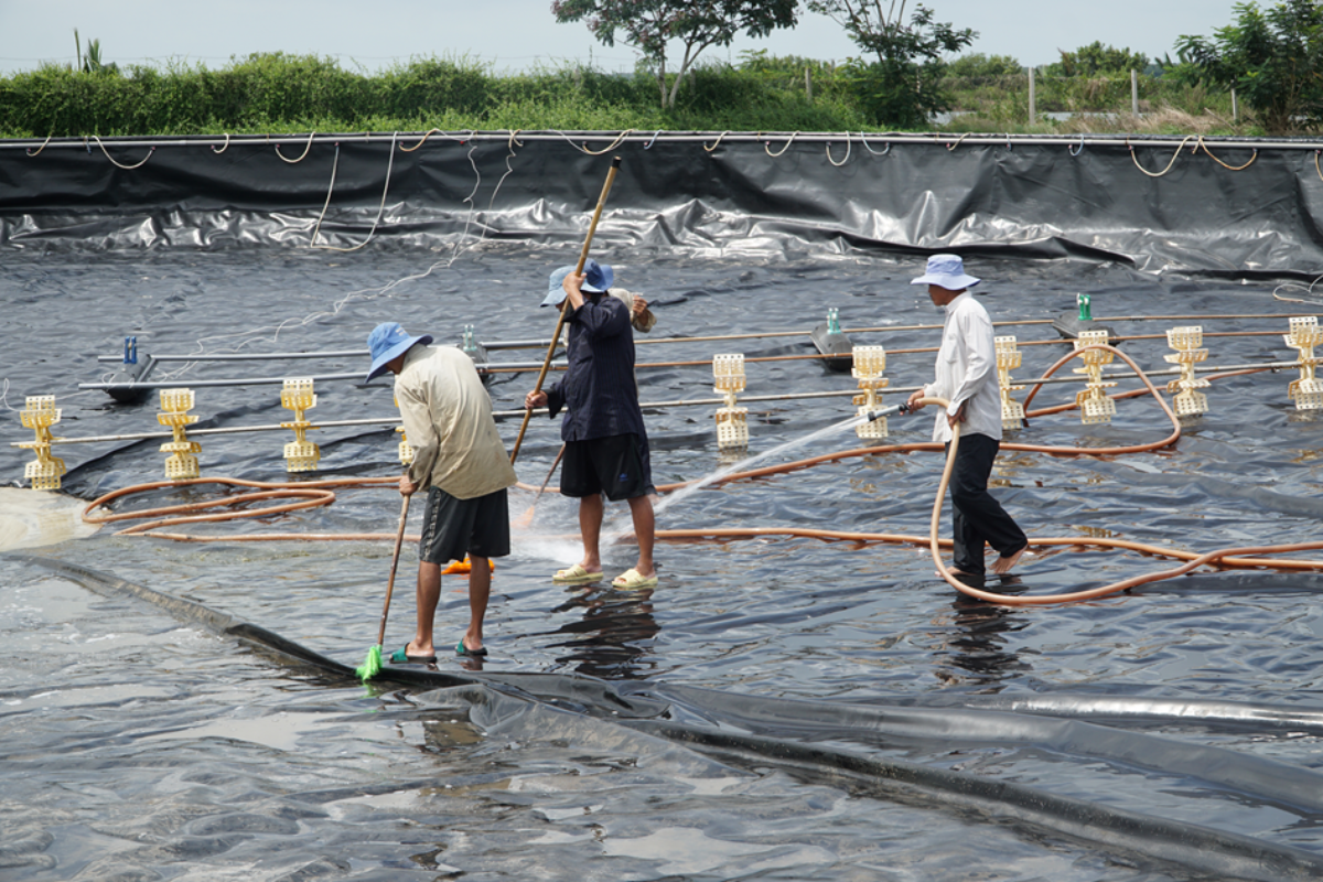 Cải tạo ao kỹ lưỡng là bước quan trọng để phòng bệnh cho tôm từ đầu vụ