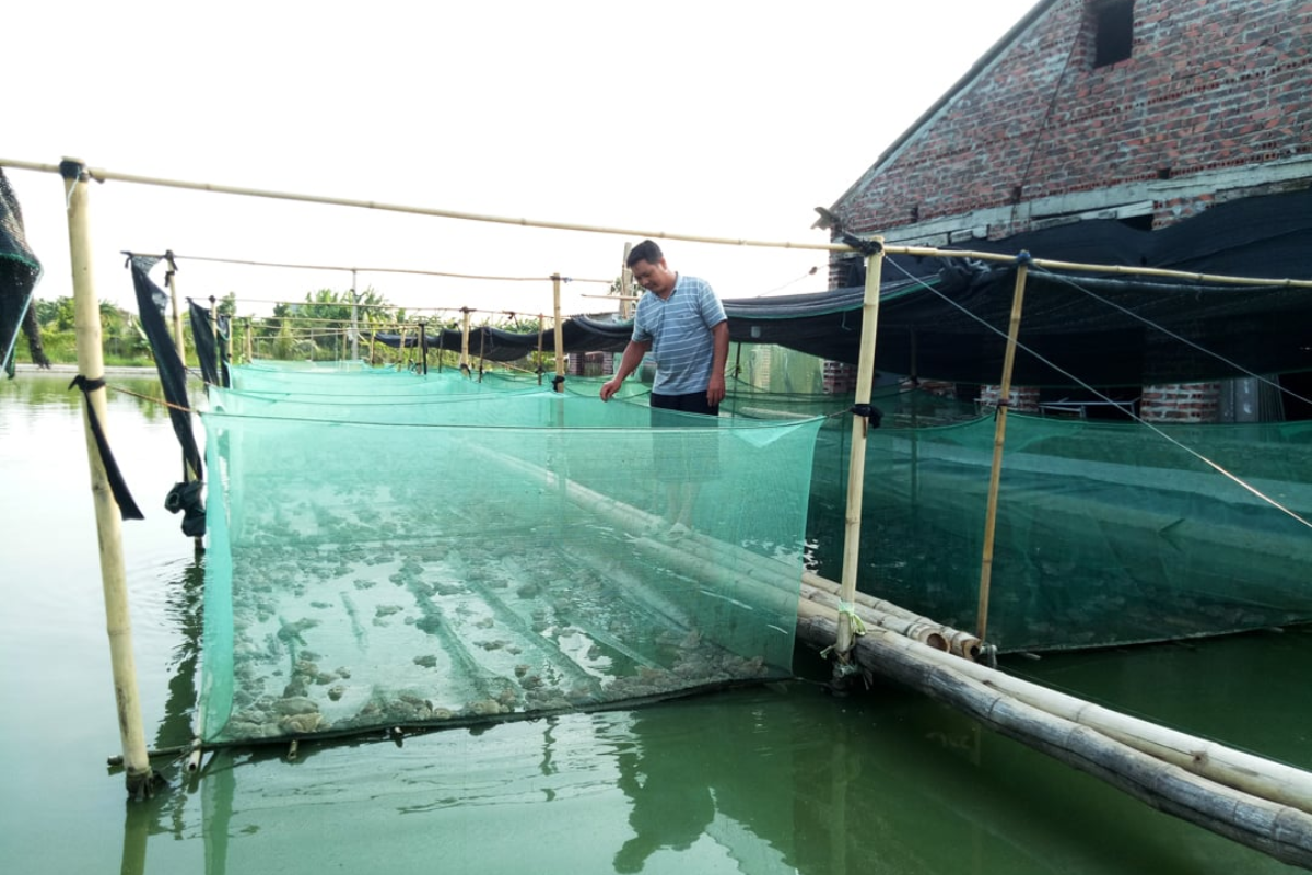 Ếch nuôi trong vèo