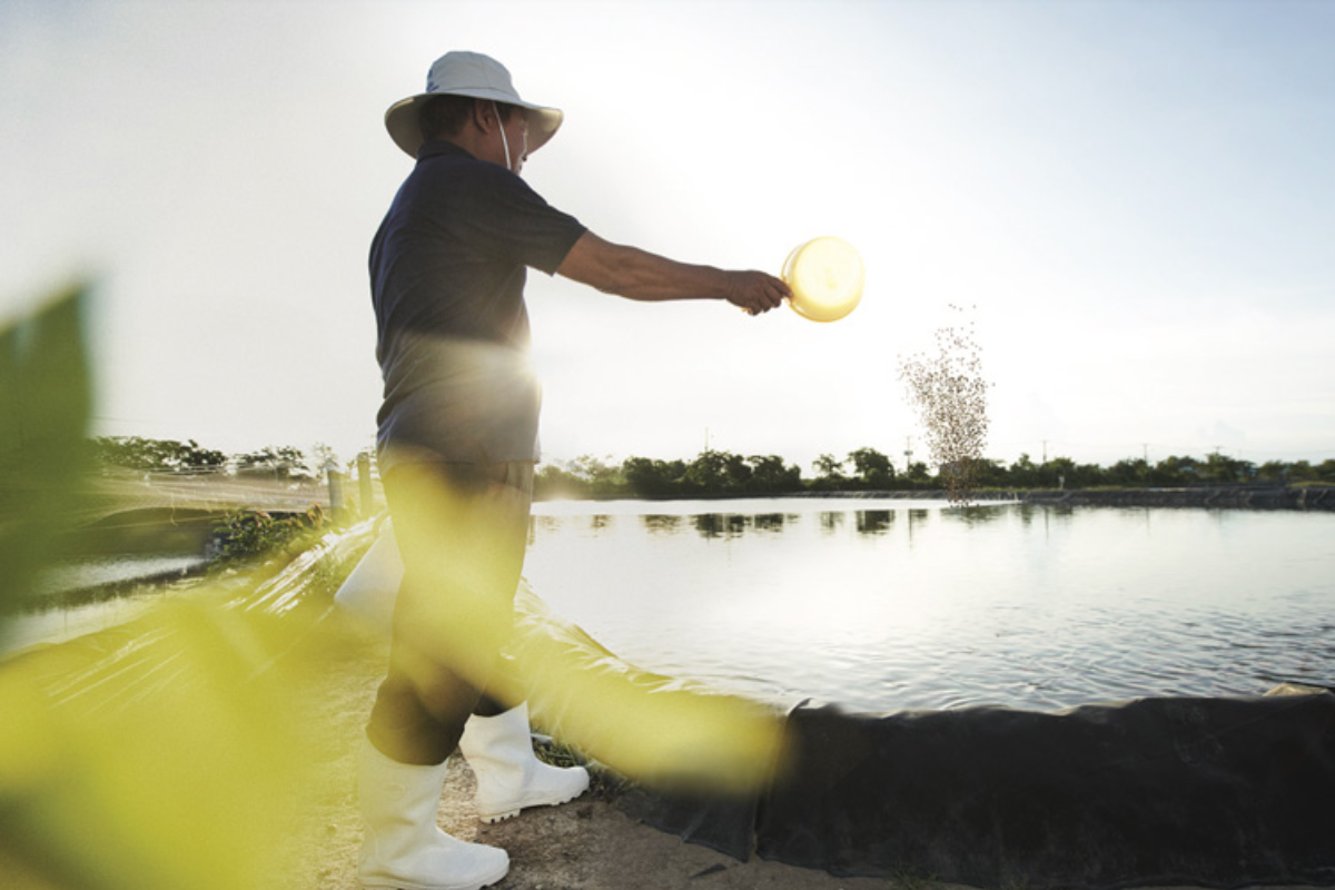 Tối ưu theo mô hình nuôi