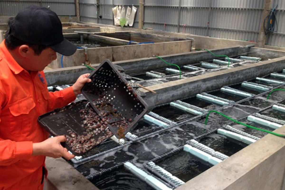 Mô hình nuôi bào ngư trong bể xi măng