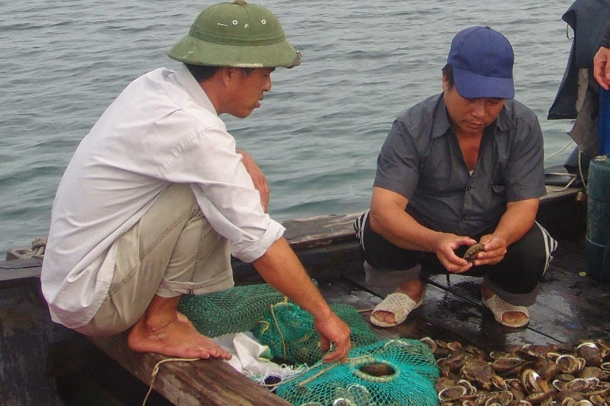 Nuôi bào ngư cần kinh nghiệm dày dặn