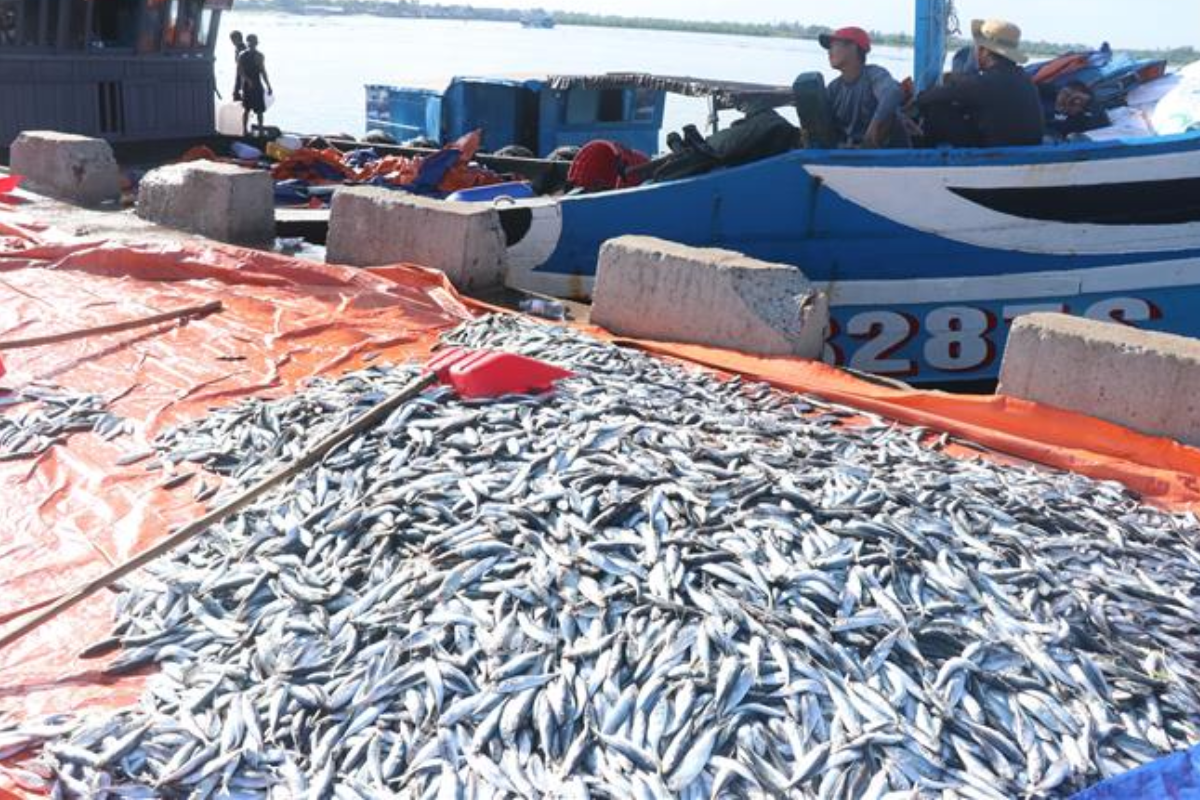 Những mẻ cá tươi rói cập bến