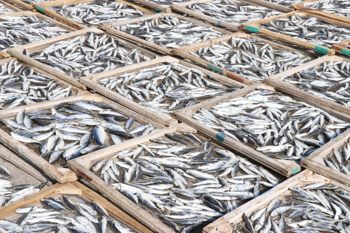 Cá nục gai sau khi hấp được phơi dưới nắng để giữ trọn hương vị biển