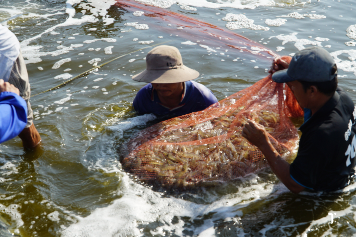 Đặt sức khỏe đường ruột của tôm làm trọng tâm để giảm thiểu rủi ro