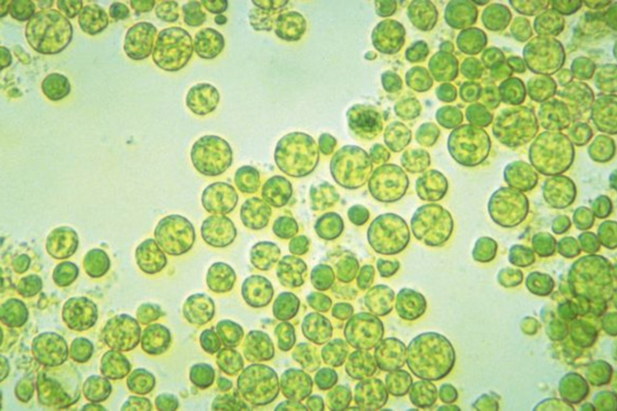 Tảo lam dạng hạt