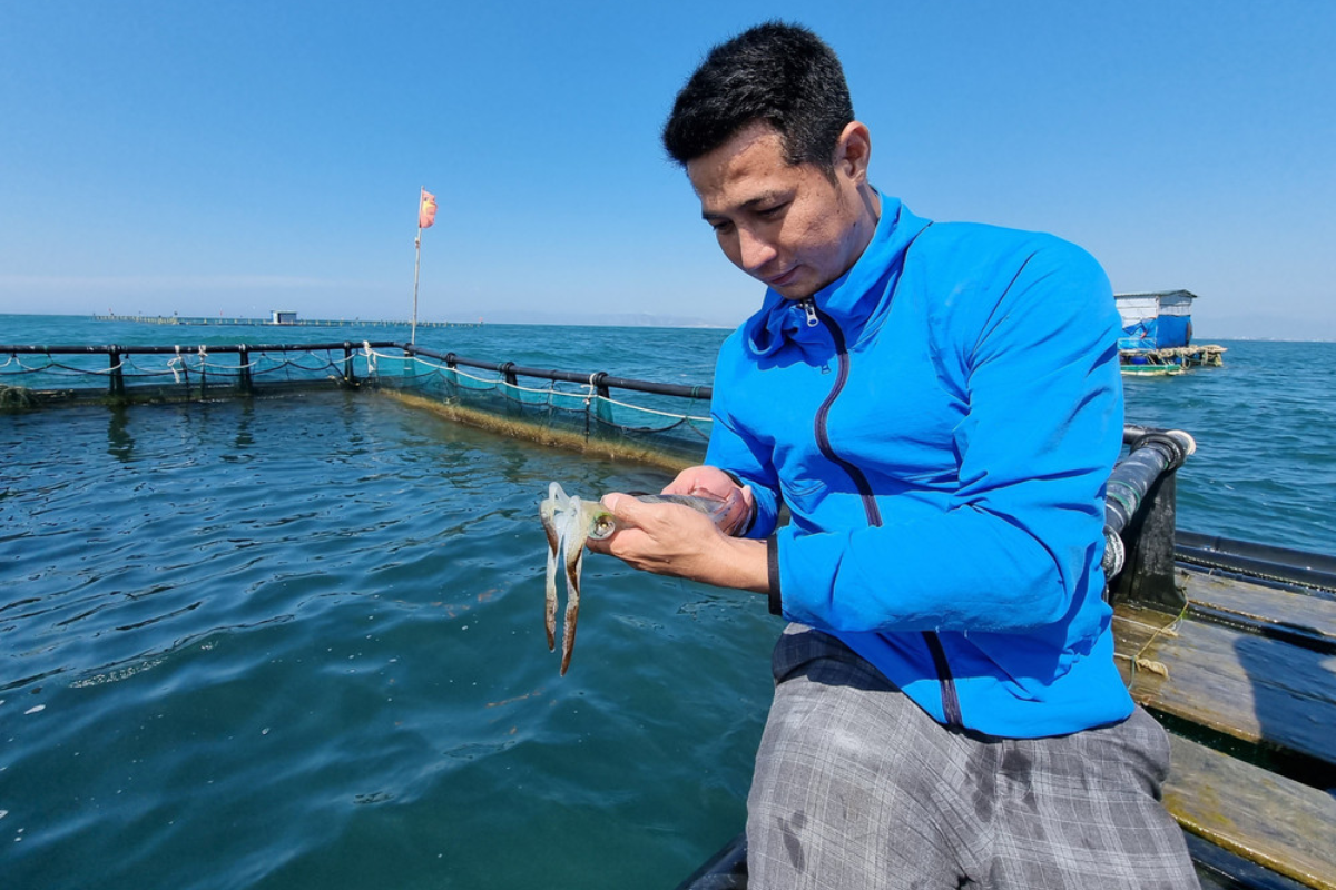 Cần khắc khục những khó khăn tồn đọng để ngành nuôi mực đạt được bứt phá