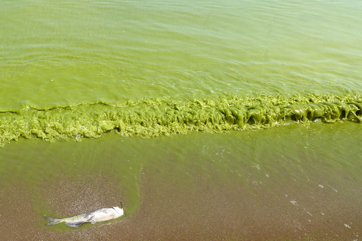 Hiện tượng phú dưỡng hóa do nguyên nhân khách quan gây ra