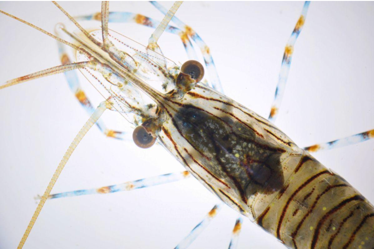 Cơ chế nhận biết thức ăn giúp tôm lựa chọn và tiêu thụ hiệu quả trong môi trường nước