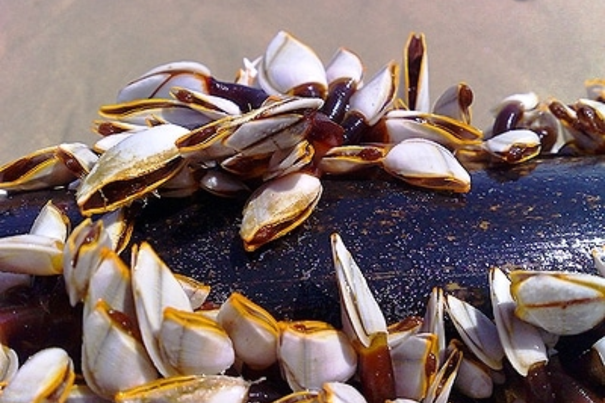 Nhiều nơi trên thế giới xem hà là loài đặc sản