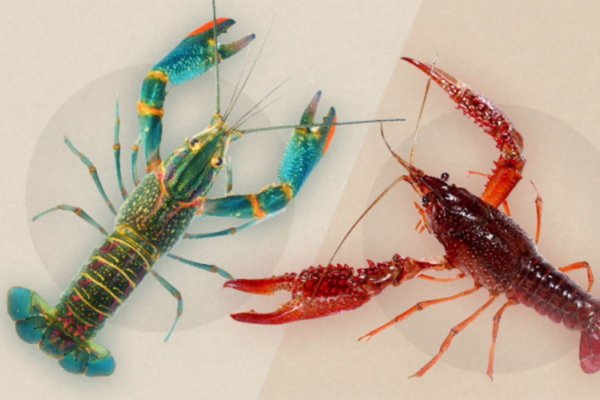 Tôm càng đỏ và tôm hùm đất là 2 loài xâm hại, bị cấm tại Việt Nam. Ảnh: medinet