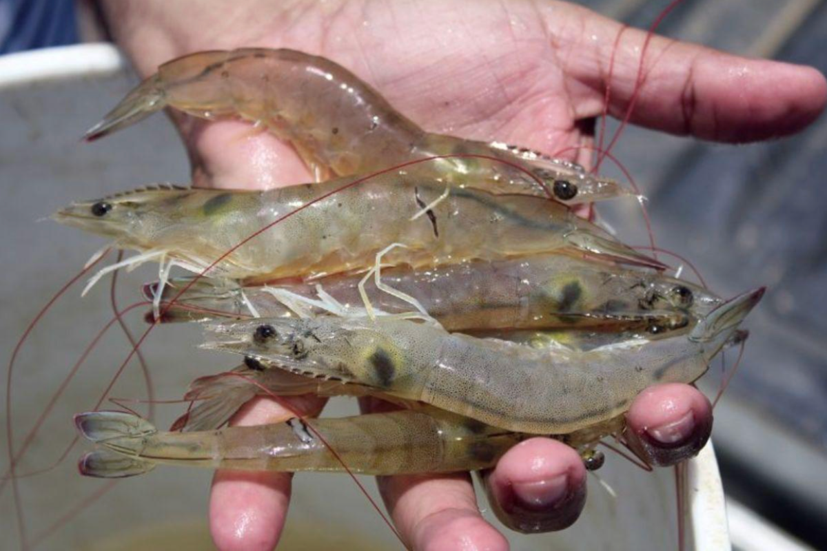 Ứng dụng chất kích thích tự nhiên giúp nâng cao năng suất và chất lượng tôm nuôi