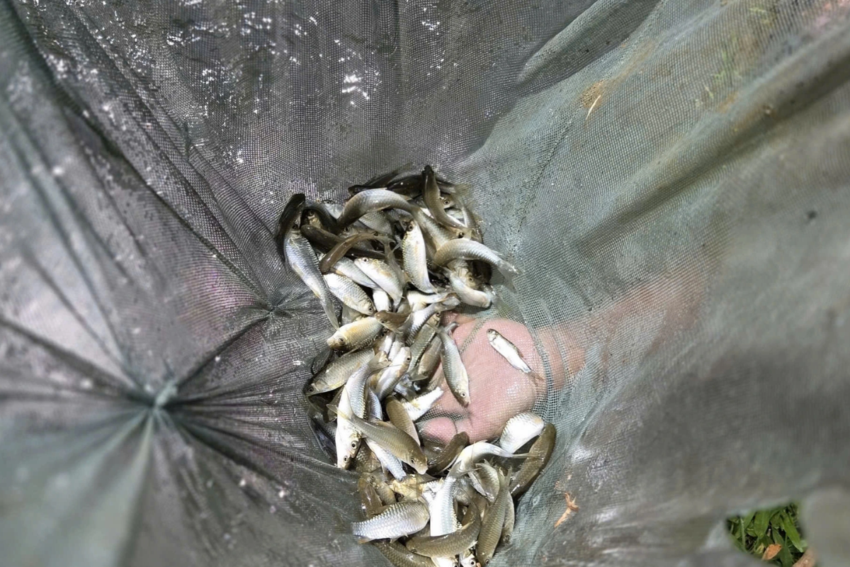 Lứa cá Dốc giống sắp được xuất bán tại ao nuôi nhà ông Khường