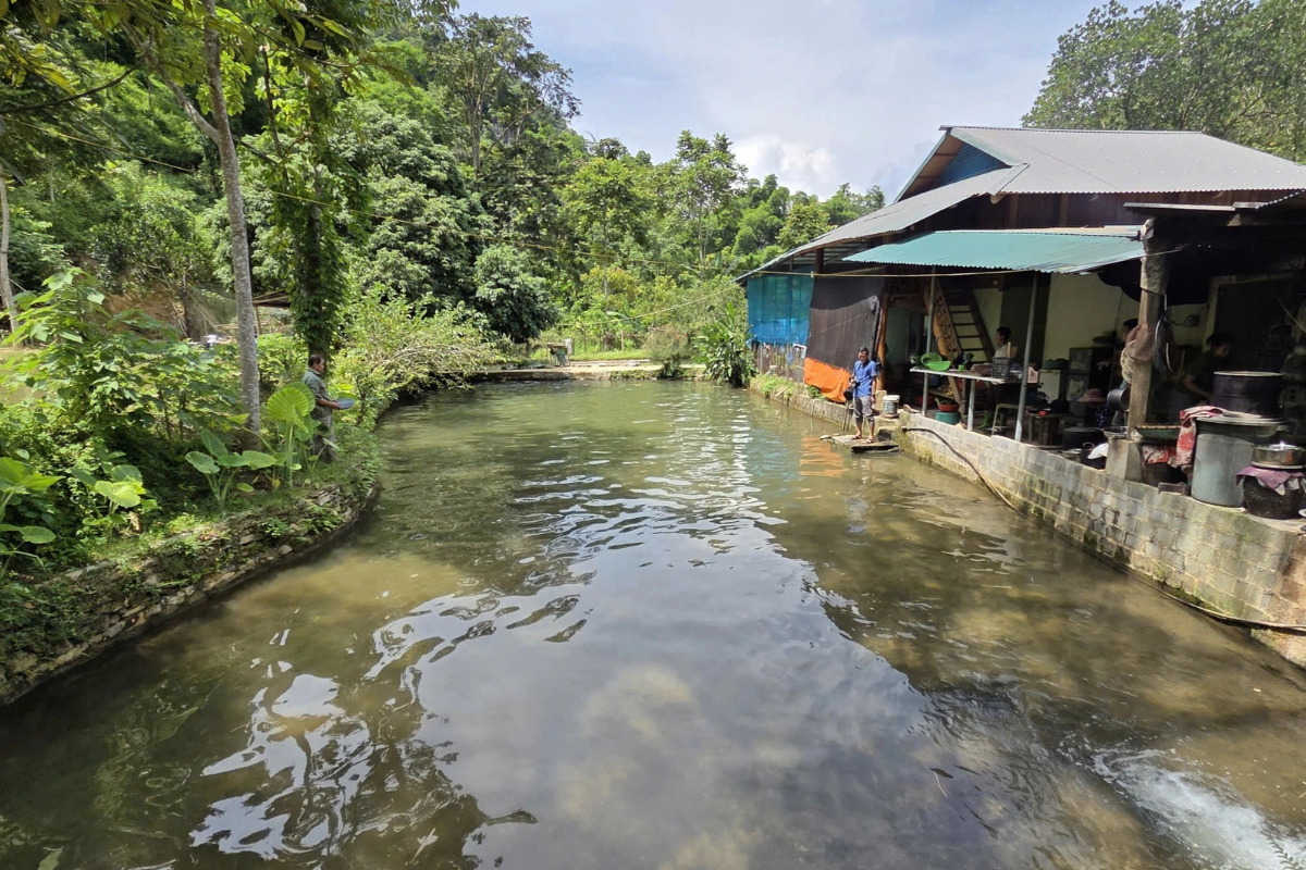 Ao nuôi cá bố mẹ tại trại cá của gia đình ông Khường