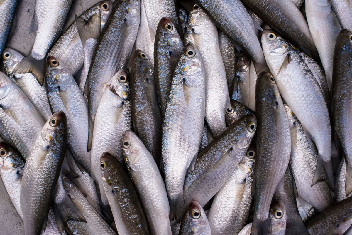 Cá đối có thể mang đến giá trị kinh tế cao