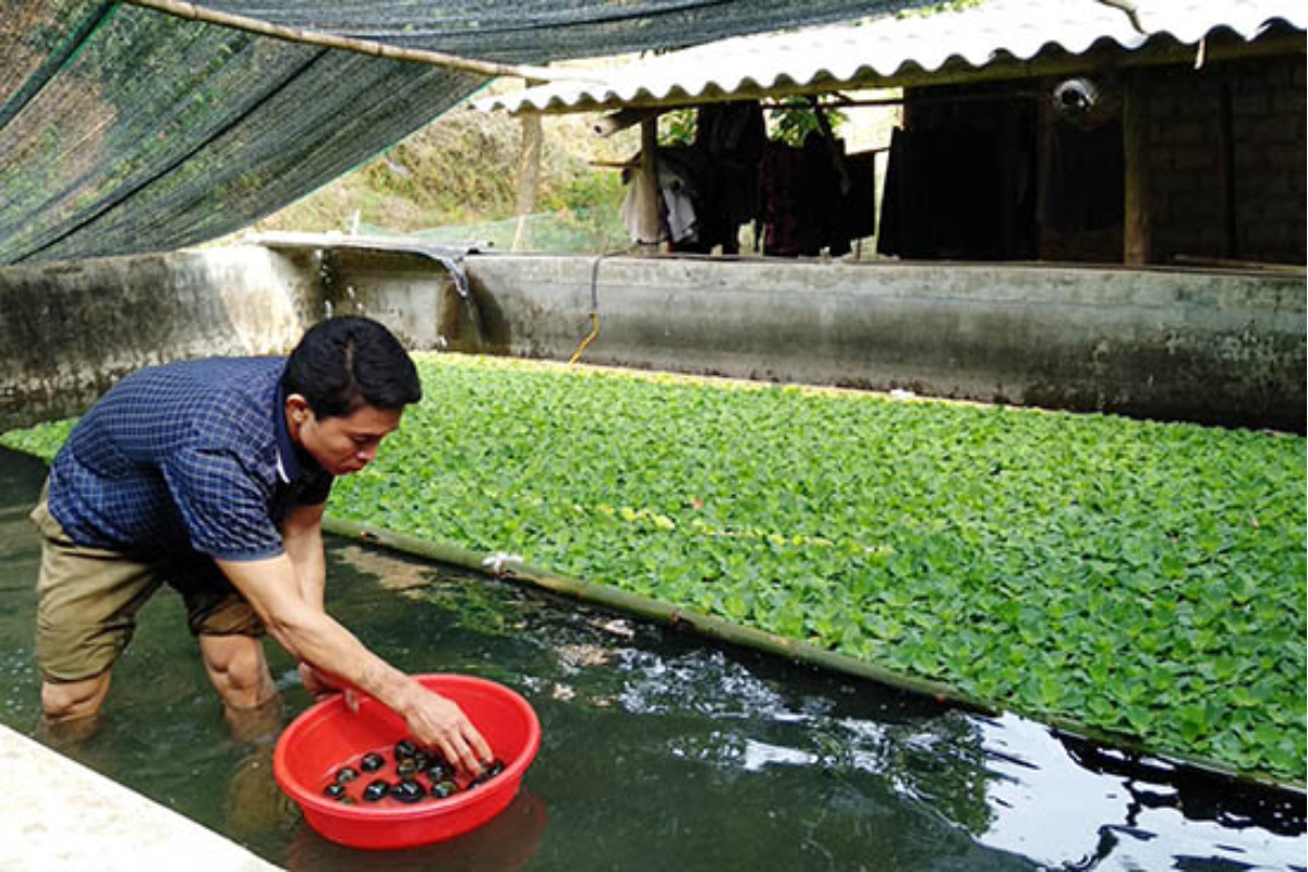 Mô hình nuôi ốc linh hoạt