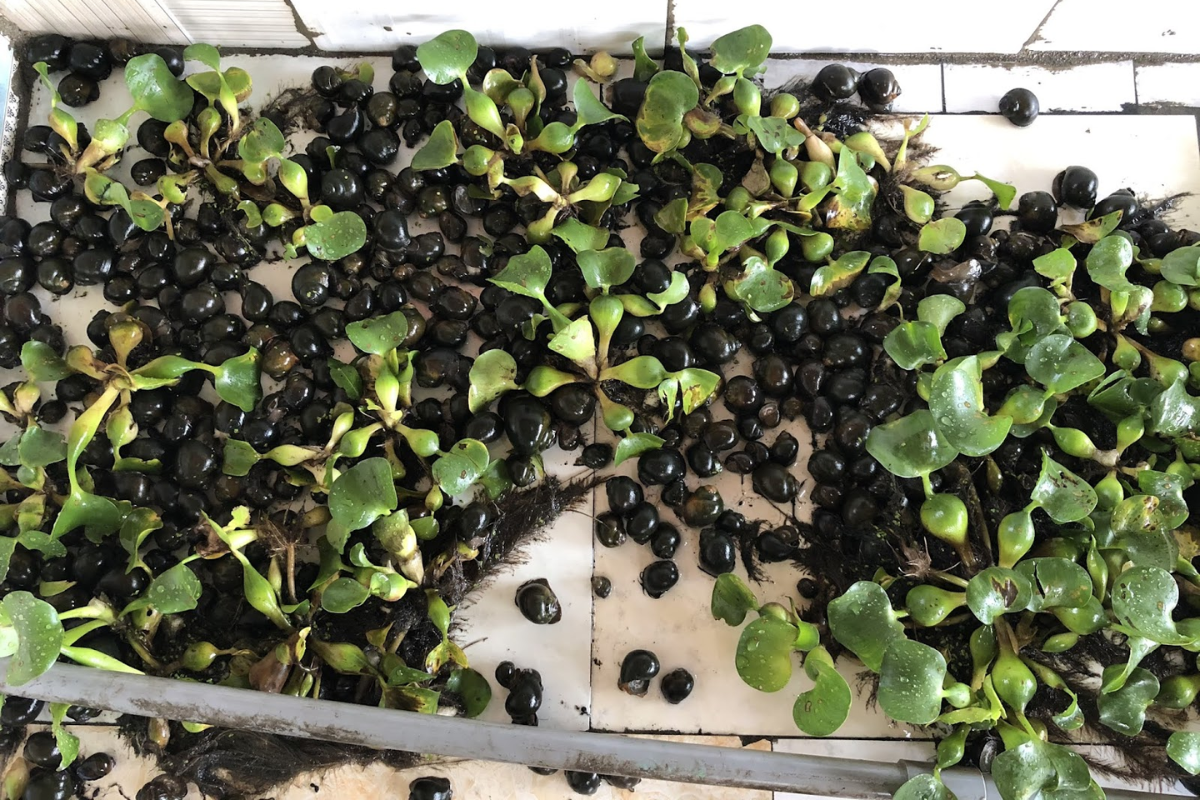 Ốc bươu đen giống